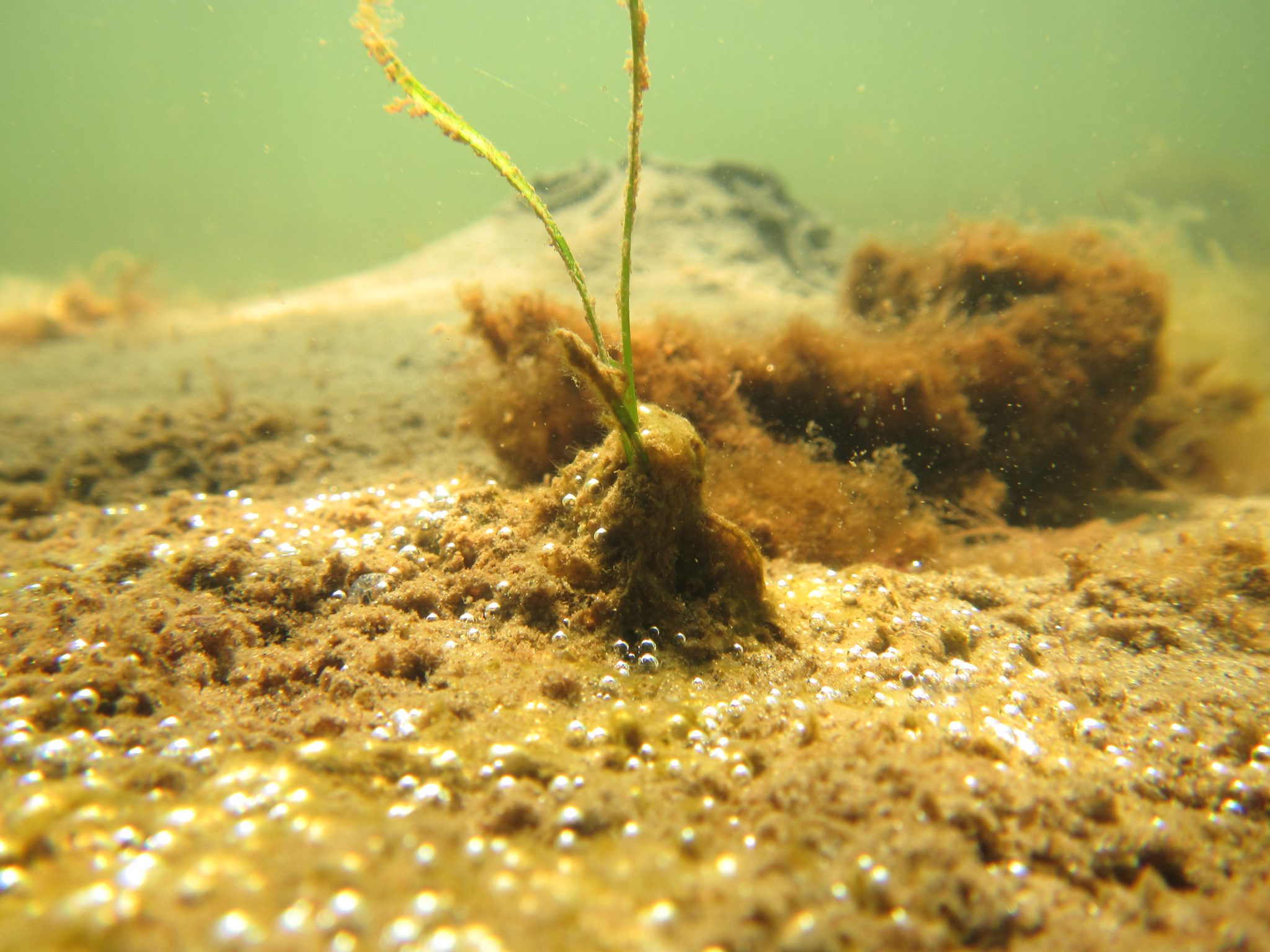 SOWING SEAGRASS SEEDS IN THE GREVELINGEN The Fieldwork Company