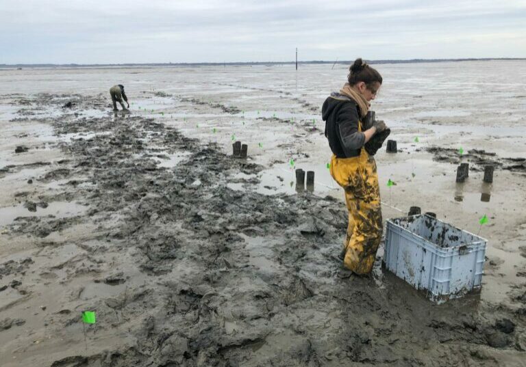 Transplanting cores Bay Arcachon 2022