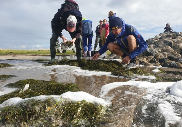 Seagrass collection Hamburger Hallig