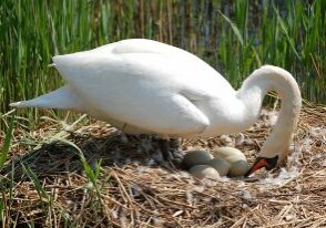 Swan's nest at the Lakes in the Three Brooks Local Nature Reserve, Bradley Stoke, Bristol.